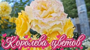 Королева цветов