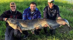 🎣 Рыбаки поймали в Волхове сома размером со взрослого человека

Двухметровая рыба весом больше 50 к