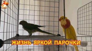 Жёлтый и Зелёный   сериал о жизни двух кольчатых ожереловых попугаев 🦜🦜 (7)