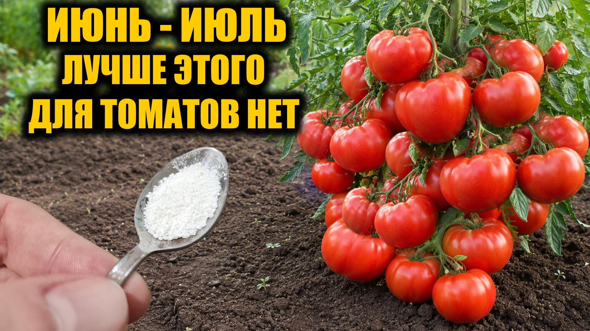 ТОМАТЫ вмиг заплодоносят, фитофторы у помидор не будет никогда, подкормите в июне июле так! смотреть онлайн