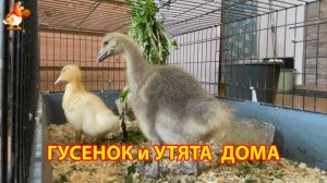 Гусёнок и два утёнка сейчас дома, потому что на улице слишком холодно (1)