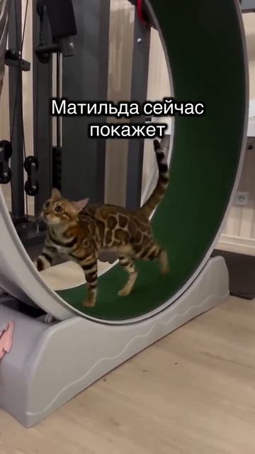 скорость смотреть онлайн
