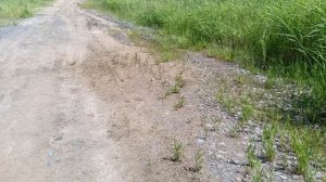 07-06-2026 воскресенье, час дня! небольшая прогулка без поводка😉