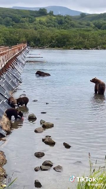Семья медведей в природе смотреть онлайн