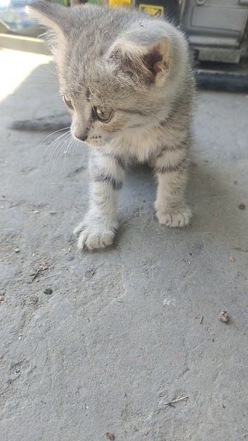 На нашу ферму пришел опасный шнырь. смотреть онлайн
