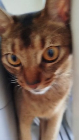 😺😸😹😻