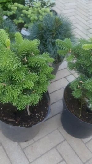 ❤🌲Пихта Грин Глоб
✔Продажа растений в макс и телеграм канале: https://t.me/love_is_hvoiny_dvorik
🚛🪴О