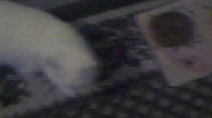 вывожу зло из кота.2011