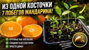 Из одной косточки 7 побегов мандарина