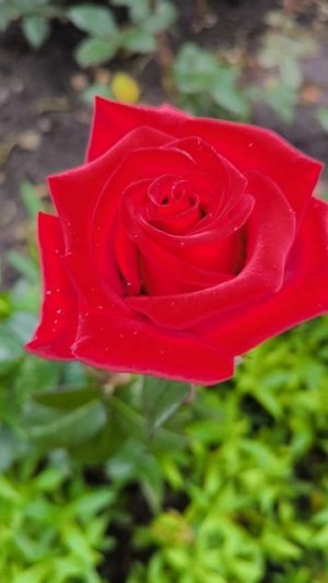 Случаный зритель прохожий Остановись Насладись Простой мирской радостью 🌹