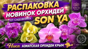ШОК-НОВИНКА SON YA ORCHID! Редкие фаленопсисы, которые захотят все коллекционеры!