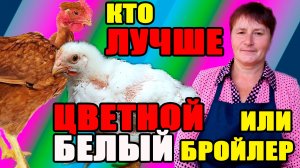 Кто ЛУЧШЕ - цветной или белый БРОЙЛЕР ?