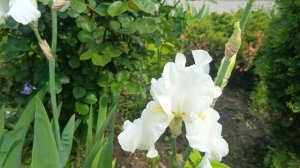 Палисадники Кисловодска.Шикарные белые ирисы🤍