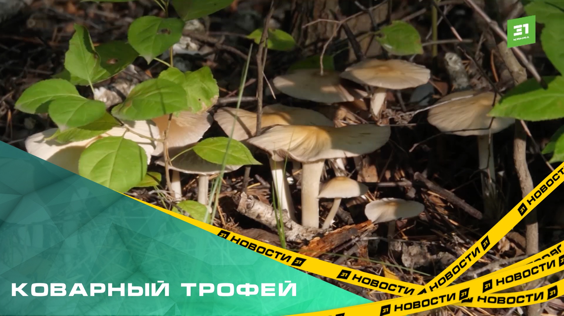 Коварный трофей. В Челябинской области стартовал сезон сбора грибов смотреть онлайн