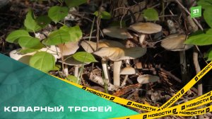 Коварный трофей. В Челябинской области стартовал сезон сбора грибов