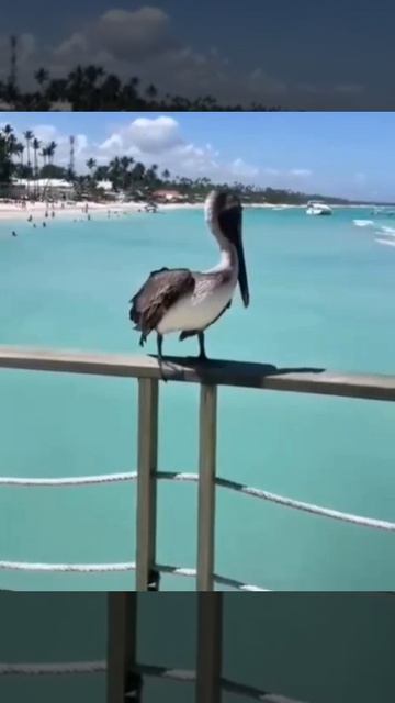 А можно я тебе приснюсь?
