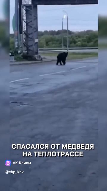 Медведь под Хабаровском