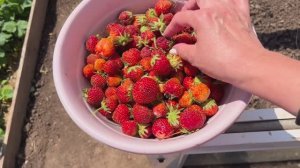 Сезон заготовок начался// мясо накрутила// котлеты приготовила//обзор покупок//🌹