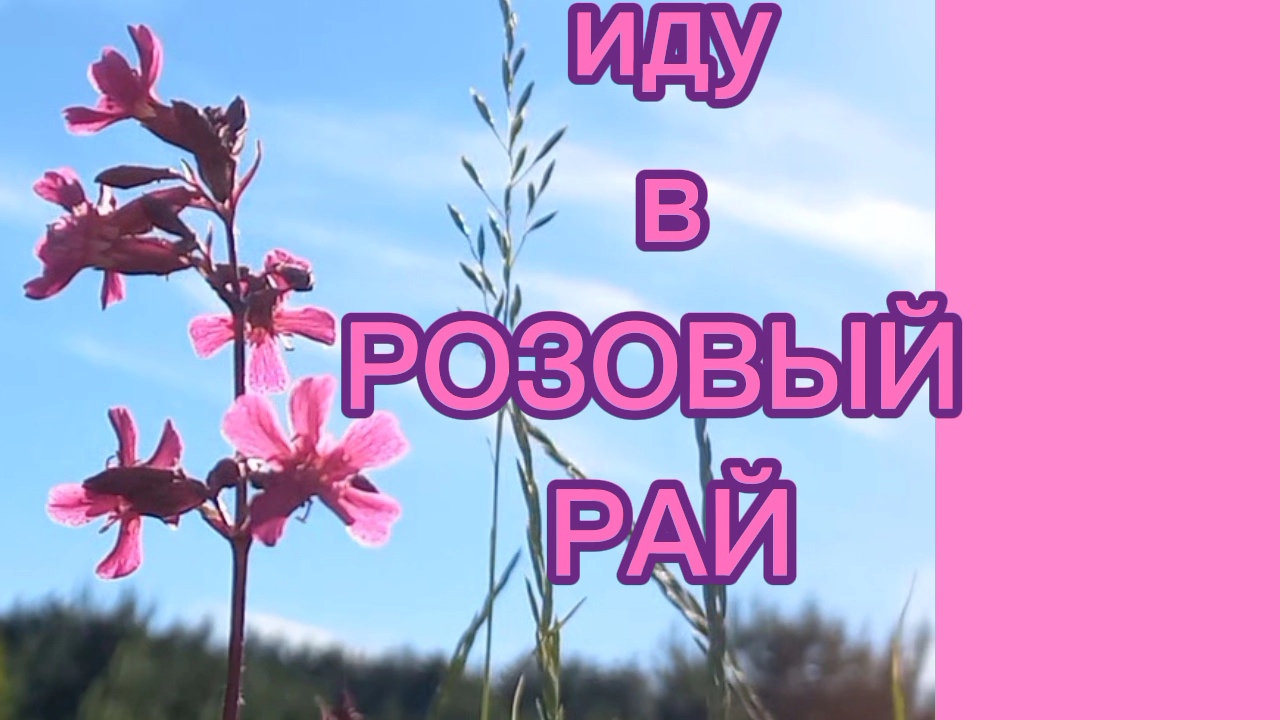 Иду по тропинке в Розовый рай. Луга цветут Птицы поют