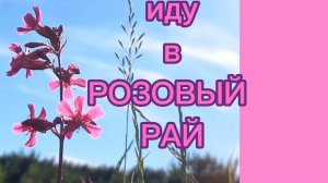 Иду по своей тропинке в Розовый рай.
Луга цветут Птицы поют