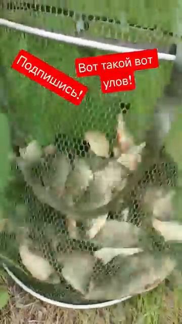 Вот это улов! Садок аж тянет вниз!