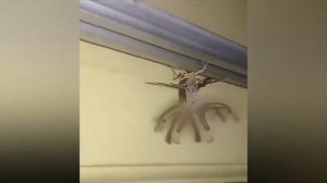 Смотрим с сестрой СТРАШНЫЕ ВИДЕО(некоторые видео были не страшные -_-)