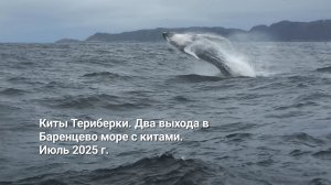 Киты Териберки. Два выхода в Баренцево море с китами. Июль 2025 г.