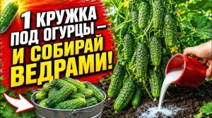 СОСЕДИ НЕ ВЕРЯТ! Эта смесь увеличивает урожай огурцов в 3 раза — бесплатно и без химии!