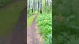 вечерний стрим