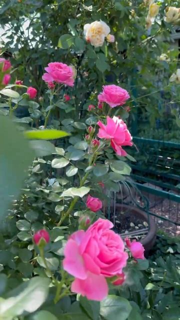 В саду💐7 июня 26г💐 Фальстаф, Леонардо, Чиппендейл 💐 смотреть онлайн