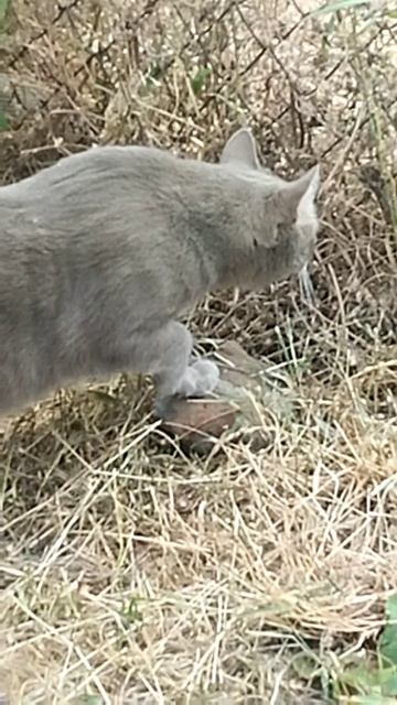 Коржик, привет!