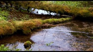 ТАЁЖНЫЙ РУЧЕЙ. ПУТЬ ВОДЫ. ПРИРОДА ПРОБУДИЛАСЬ.