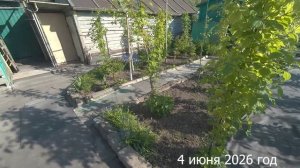 7 соток. Первая подвязка малины. Хроника 4 июня 2026 год