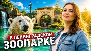 Ленинградский зоопарк - билеты, цены и многое другое / Зоопарк СПб / Куда сходить в Питере