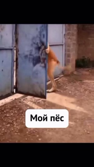 Клип @dvk_virus