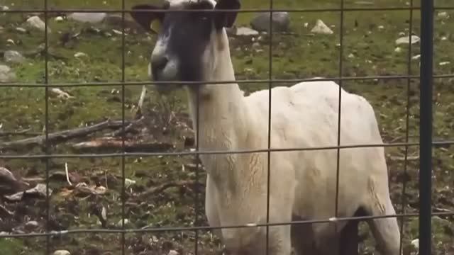 Мамба,мамба х ямба(клип)
