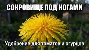 Одуванчики цветут — значит пора делать лучшую органическую подкормку для огорода