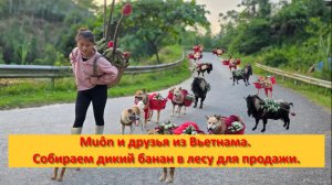 Muôn и друзья из Вьетнама. Собираем дикий банан в лесу для продажи.