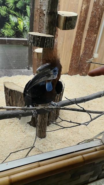 В зоопарке 🦜