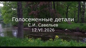 С.В. Савельев - Голосеменные детали