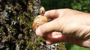 Шкатулка в июньском лесу на березе
