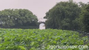 Ханчжоу #1 Hanzhou 06.2026 От чайных плантаций до стеклянных джунглей. Озеро Сиху. Чай лунцзин Сиху.