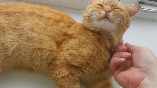 Кошкин дом смотреть онлайн