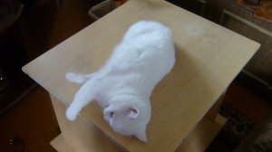 облизовалка 2009