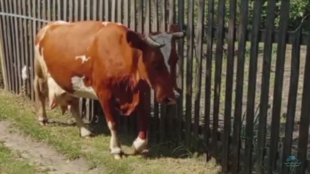 Откуда вас столько?🐄😜 #михалычдачник