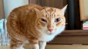 Смешные моменты с котами🐱