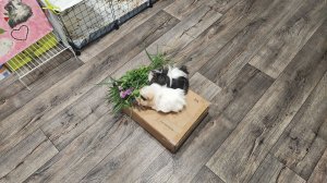 Сочный зелёный корм и морские свинки счастливы!