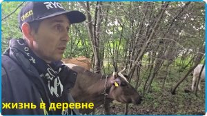 КАК ВСЕГДА ПРИДУМАЛ СЕБЕ ГОЛОВНЯК, ОСЕМЕНИЛИ ПОСЛЕДНЮЮ КОРОВУ, ЖИЗНЬ В ДЕРЕВНЕ