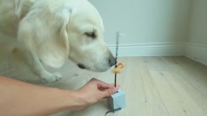LEGO-постройки для СОБАКИ...