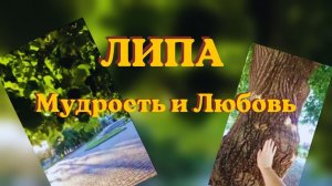 ЛИПА. Мудрость и Любовь. 06.06.2026 Портал Света Истины 2 часть #вселеннаяя #пробуждение #портал